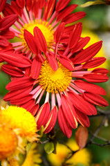 オレンジの花　小菊