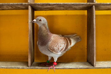 red check feather color of speed racing pigeon perching in home loft