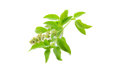 hairy basil isolated on white background