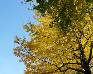 色付いたイチョウの木