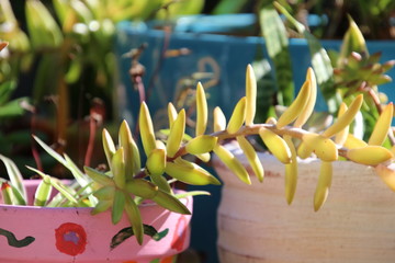 Green succulent, philodendron and pothos potted plants growing in sunny patio garden.