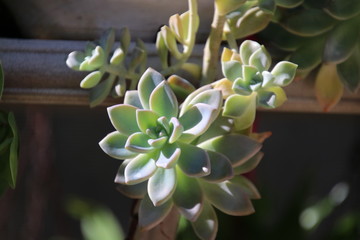 Green succulent, philodendron and pothos potted plants growing in sunny patio garden.