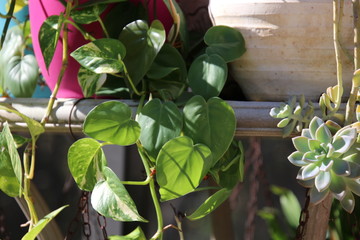 Green succulent, philodendron and pothos potted plants growing in sunny patio garden.