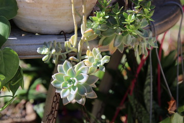 Green succulent, philodendron and pothos potted plants growing in sunny patio garden.