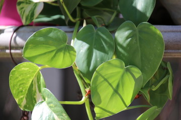Green succulent, philodendron and pothos potted plants growing in sunny patio garden.