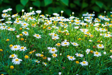 White seaside daisies in a spring garden.