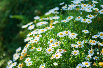 White seaside daisies in a spring garden.