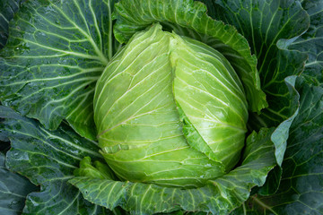 cabbage Bright green from the farm
