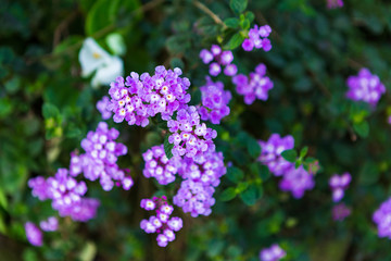 Beautiful purple flowerof Lantana camara L flowers blooming in the garden.