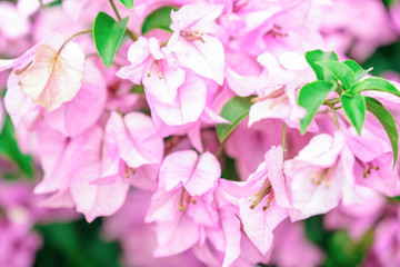 White pink bougainvillea flowers
