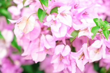 Fototapeta na wymiar White pink bougainvillea flowers