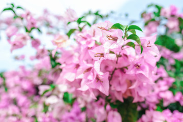White pink bougainvillea flowers