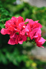 Red bougainvillea flowers