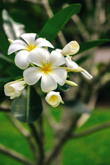 magical white with yellow frangipani flowers