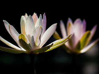 Fototapeta premium Close up of lotus flowers sitting on a pond
