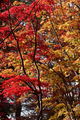 赤と黄色の紅葉