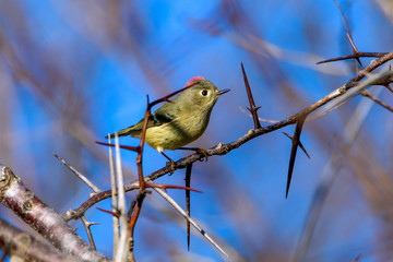 Ruby-Crowned Kinglet (Regulus calendula) perched in thorny tree