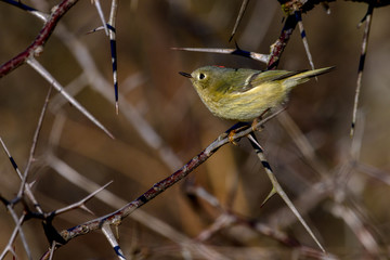 Ruby-Crowned Kinglet (Regulus calendula) perched in thorny tree