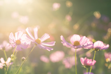 Fototapeta na wymiar Pink cosmos flower blossom in the garden with sunlight