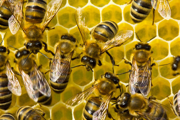 Bees build honeycombs. Work in a team.