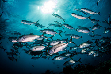 Fototapeta na wymiar Huge school of silver fish swimming together