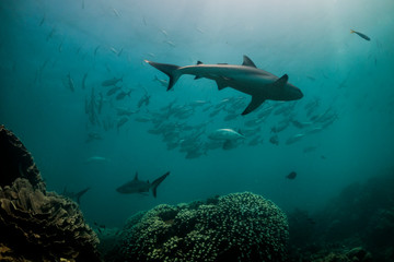 Fototapeta na wymiar Grey reef sharks swimming together with a school of fish in between