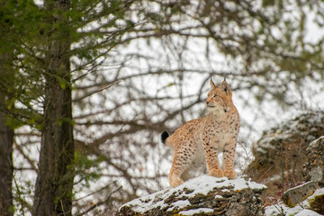 Young SIberian Lynx Standing atop a Rock in front of Pines in Winter