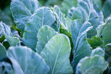 Naklejka premium Cauliflower grows on the garden. Natural, pure product. Big cabbage leaves.