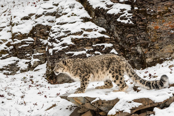 Snow Leopard Perched on a Ledge in the Snow