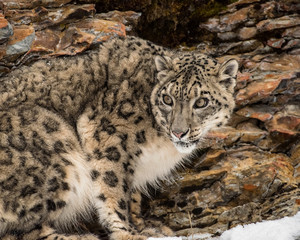 Portrait of a Snow Leopard in the Snow, Close Up