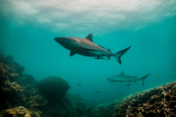 Obraz premium Grey reef sharks swimming together