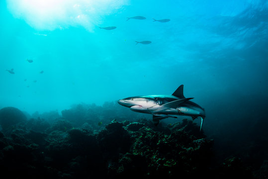 Young grey reef shark swimming with a fishing hook in it's mouth