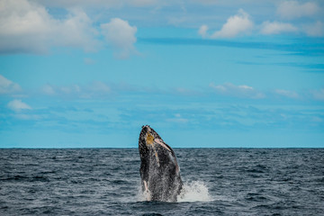 Fototapeta premium Humpback whale breaching out of the ocean