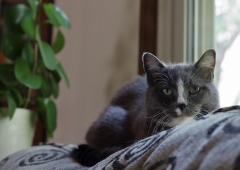 Gray sad cat looking at the camera
