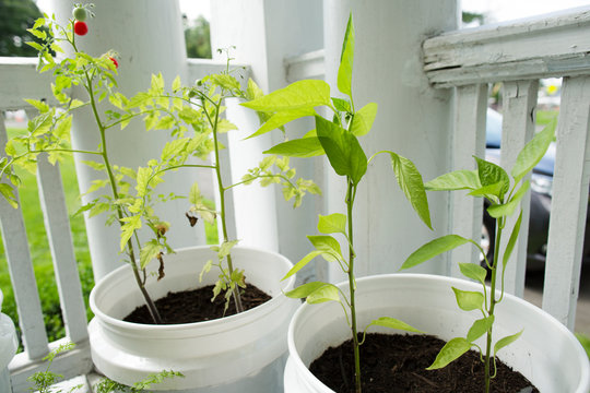 Plants growing in buckets on porch