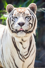 Weisser Sibirische Tiger
