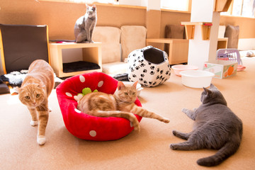 猫