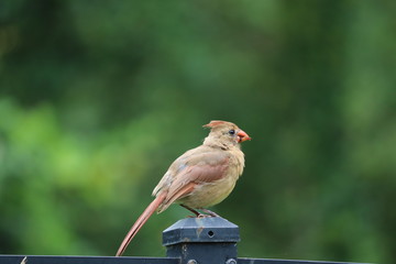 Female cardinal songbird perched on black metal garden fence and bird feeder. 