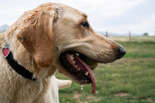 Close up of wet Labrador retriever with ball in mouth standing in field