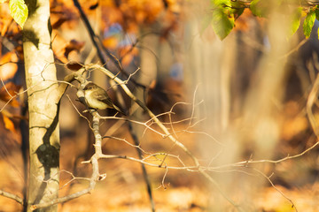 A green warbler finch on a branch in sunlight. Another song bird of Georgia.