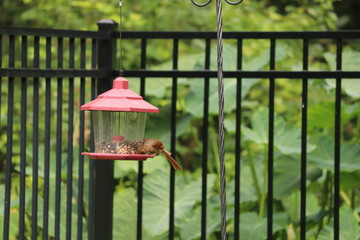 Female cardinal songbird perched on black metal garden fence and bird feeder. 