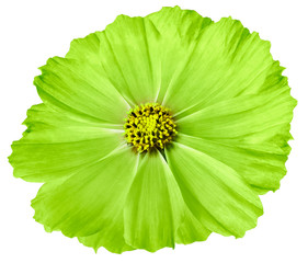 Green flower daisy isolated on white background. For design. Closeup. Nature.