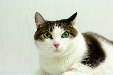 Portrait of a black and white cat