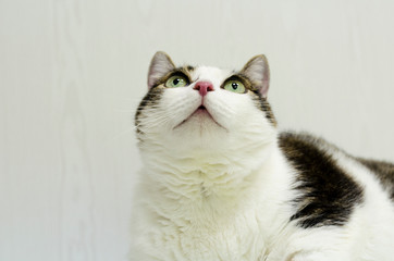 Portrait of a black and white cat