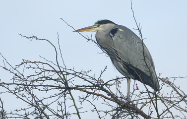 A pretty Grey Heron (Ardea cinerea) perching on top of a tree in autumn. 