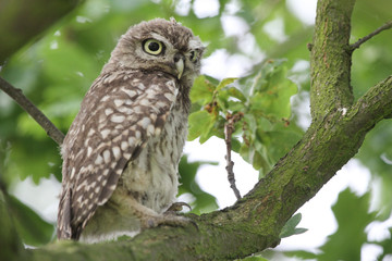  A cute baby Little Owl (Athene noctua) perched in an Oak tree.	