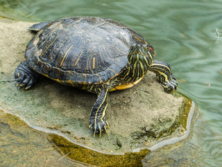 Obraz premium Painted Turtle