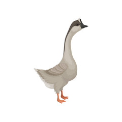 Fototapeta na wymiar Flat vector icon of gray goose, side view. Wild bird with long neck, orange legs, black head and beak. Fauna theme