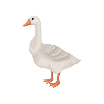 Flat vector icon of goose, side view. Large farm bird with long neck, orange beak and legs. Rural animal
