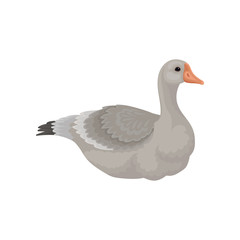 Flat vector design of large goose, side view. Beautiful wild bird with long neck, gray feathers and orange beak